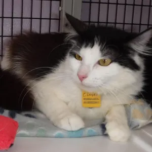 Clover - Gorgeous Young Sweetie