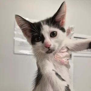 Freddie