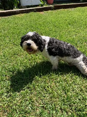 OREO