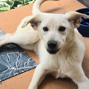 Butters