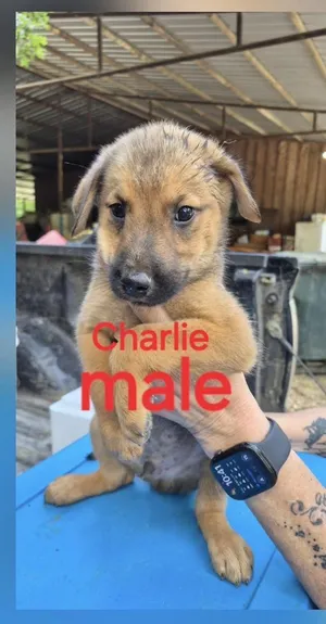 Charlie