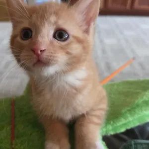Fanta (Chester)