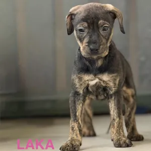 Laka