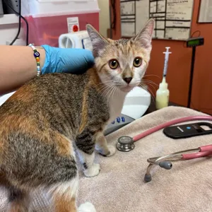 Lacey