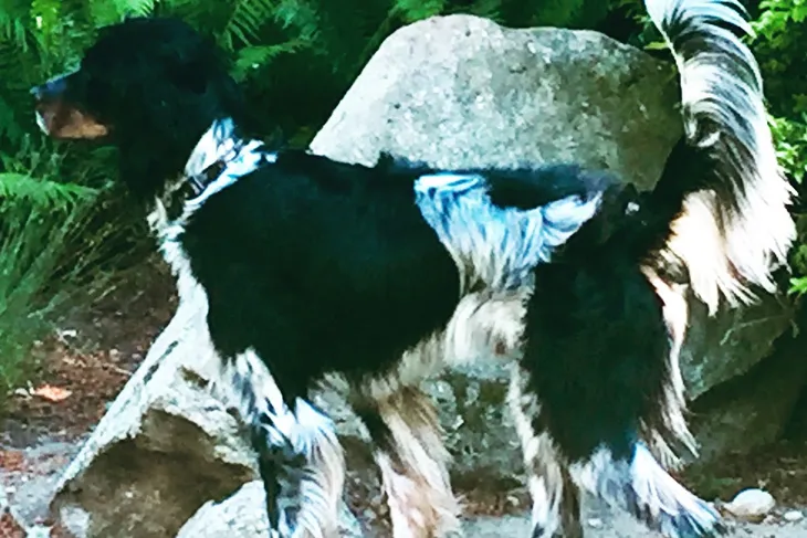 Oasis for Animals