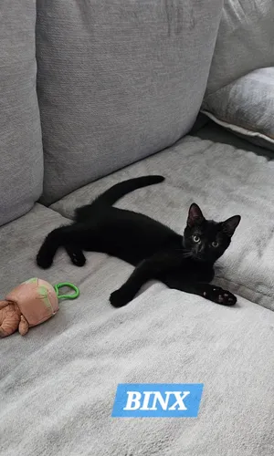 Binx & Noir bonded kittens