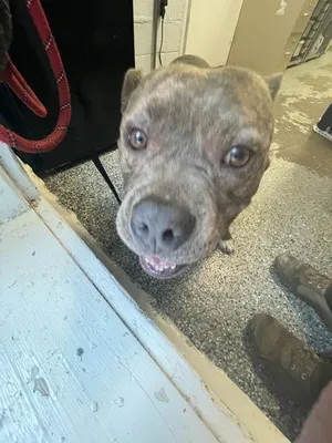 Bam-Bam (chubbs)