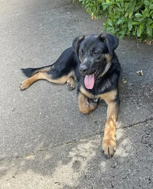 Puppy Tiva