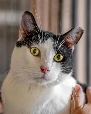Basil