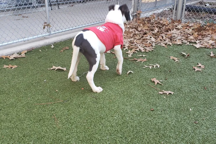 Germantown Animal Shelter