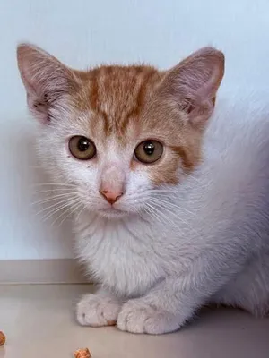 Tigger