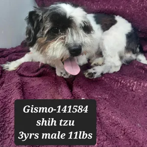 Gismo