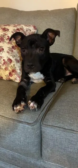 Toby