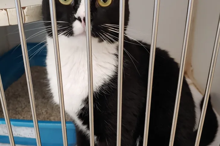Flagler County Humane Society