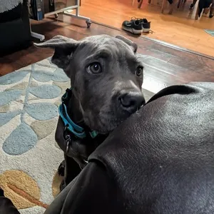 Levi