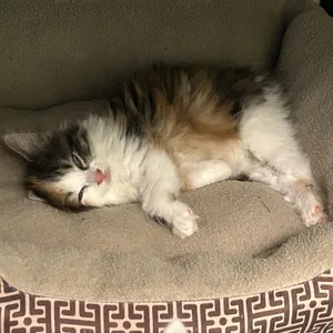 Cinnamon Toast Crunch