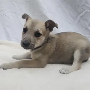 Snappy (Chantelle Pup 3)