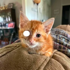 Julius