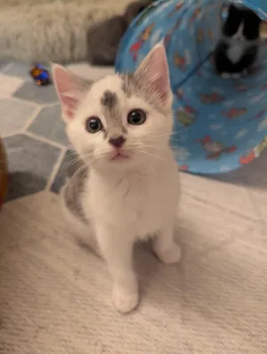 Pip