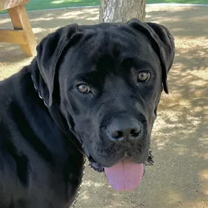Dozer