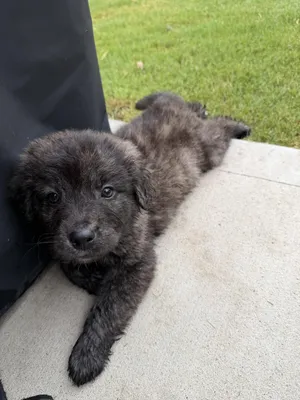 Oakley
