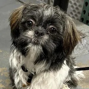 Chibby