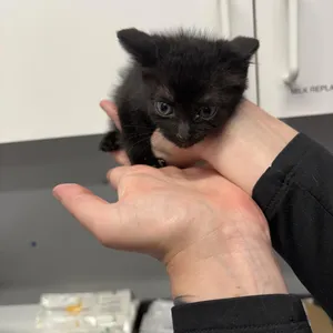 Edgar