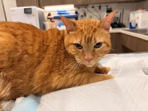 CAT 4