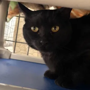 Onyx