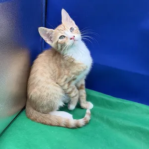 Nacho