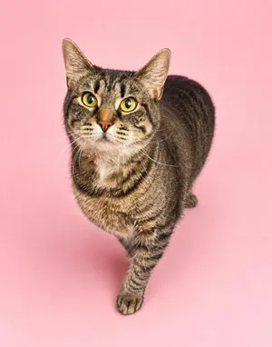 Denim is a living doll - darling THERAPY CAT - VIDEOS