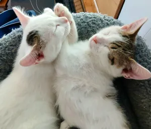 Azure & Darya