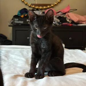 Maurice