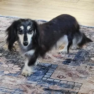 Ella