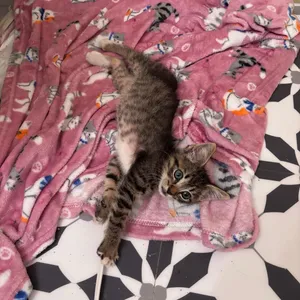 Ralphie