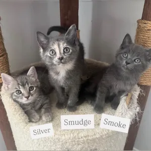 Smoke McKenzie (Stormy kitten)