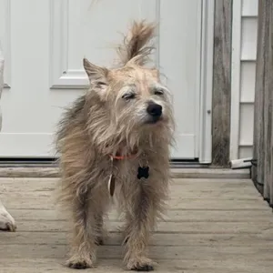 Scrappy