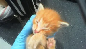 CHEETO