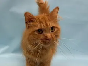 Nala