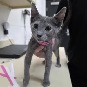 Furgie