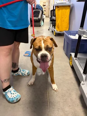 Otis