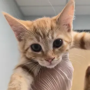 Paprika