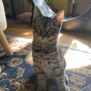 Marcellus