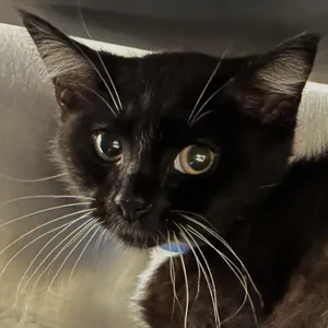 Commander Whiskers