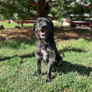 Derby--In Foster
