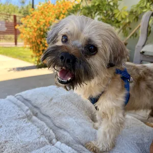 Chewy