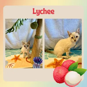 Lychee