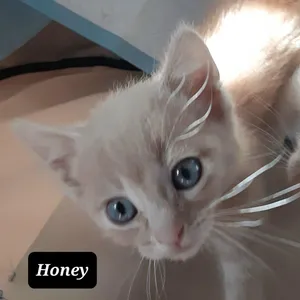 Honey
