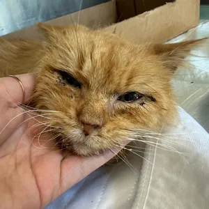 Rusty