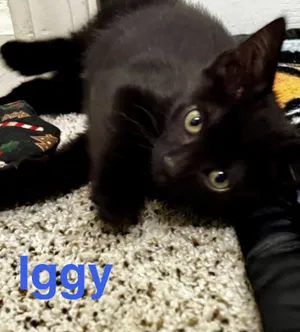 Iggy